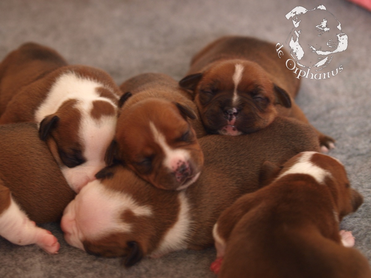 Staffordshire bull terrier vrh I