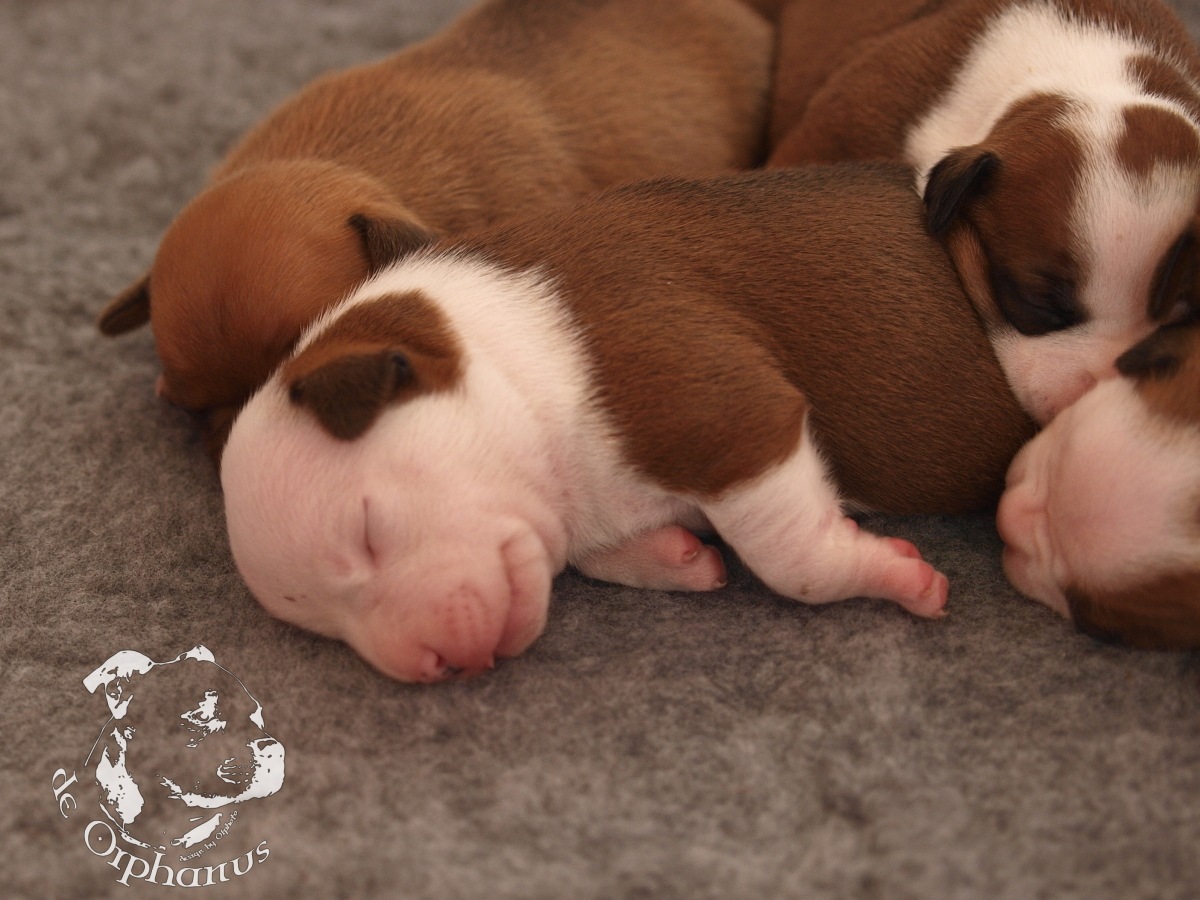 Staffordshire bull terrier vrh I