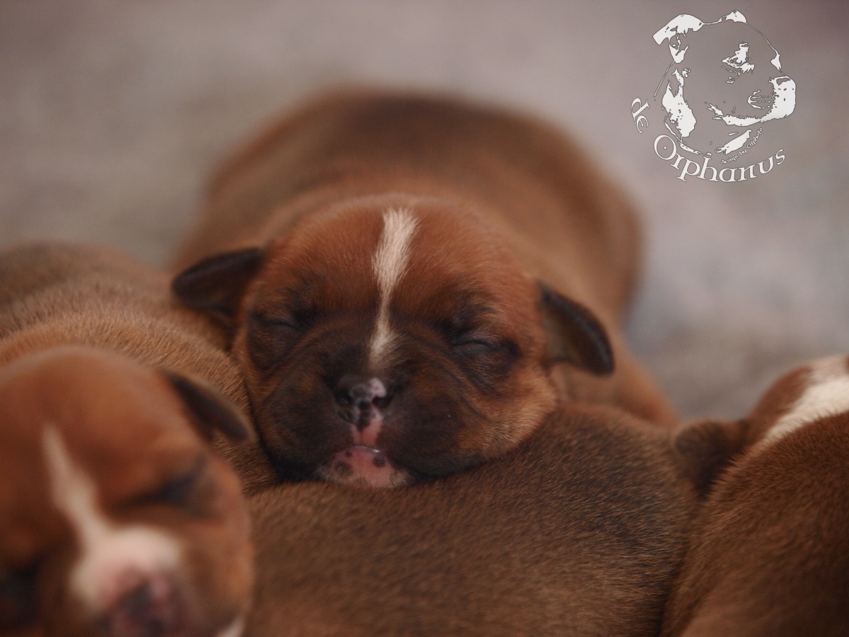 Staffordshire bull terrier vrh I