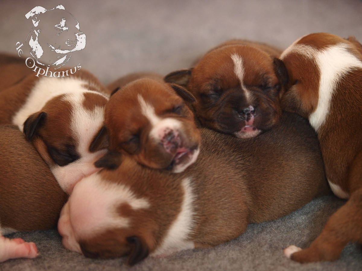 Staffordshire bull terrier vrh I