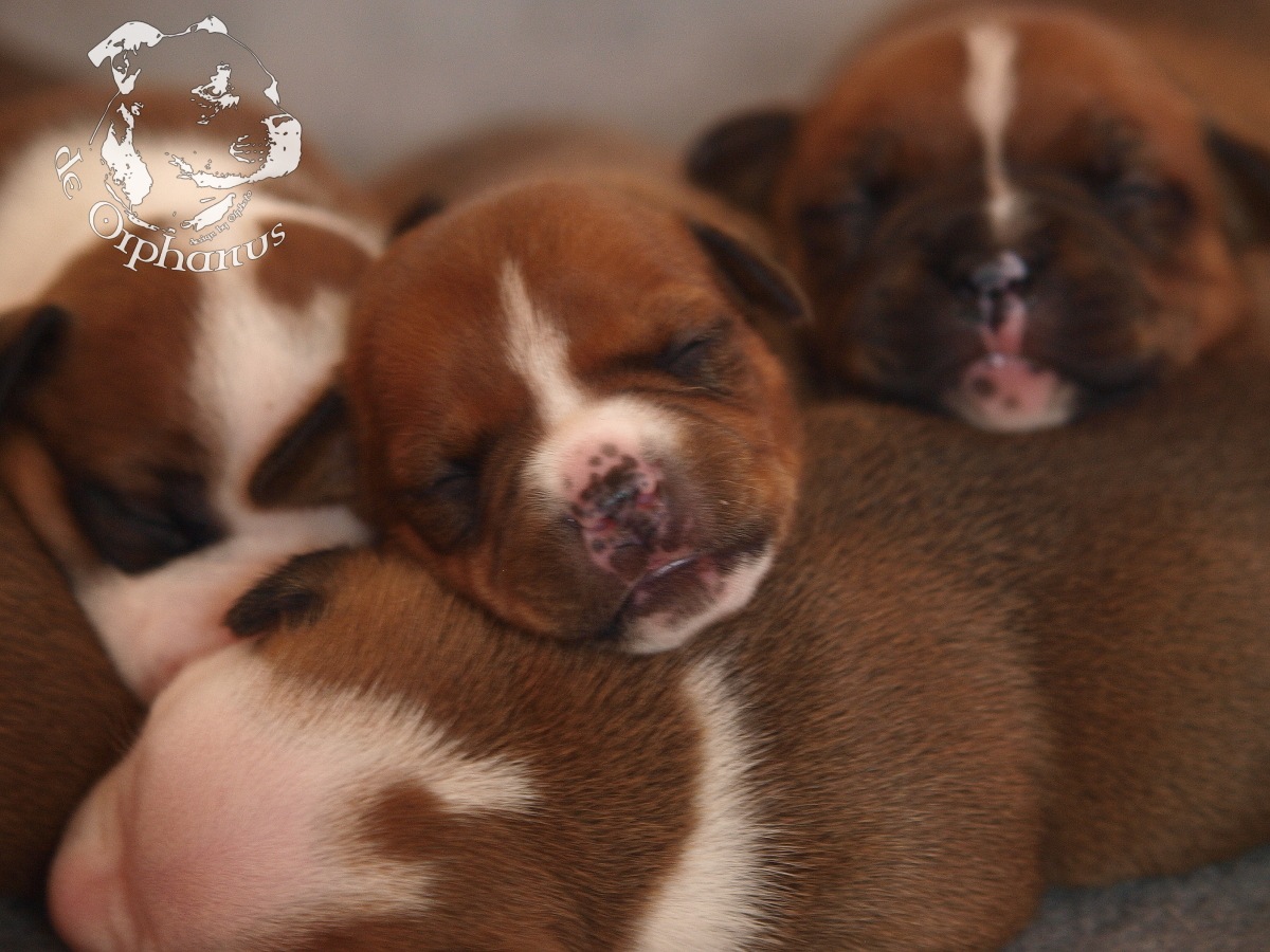 Staffordshire bull terrier vrh I