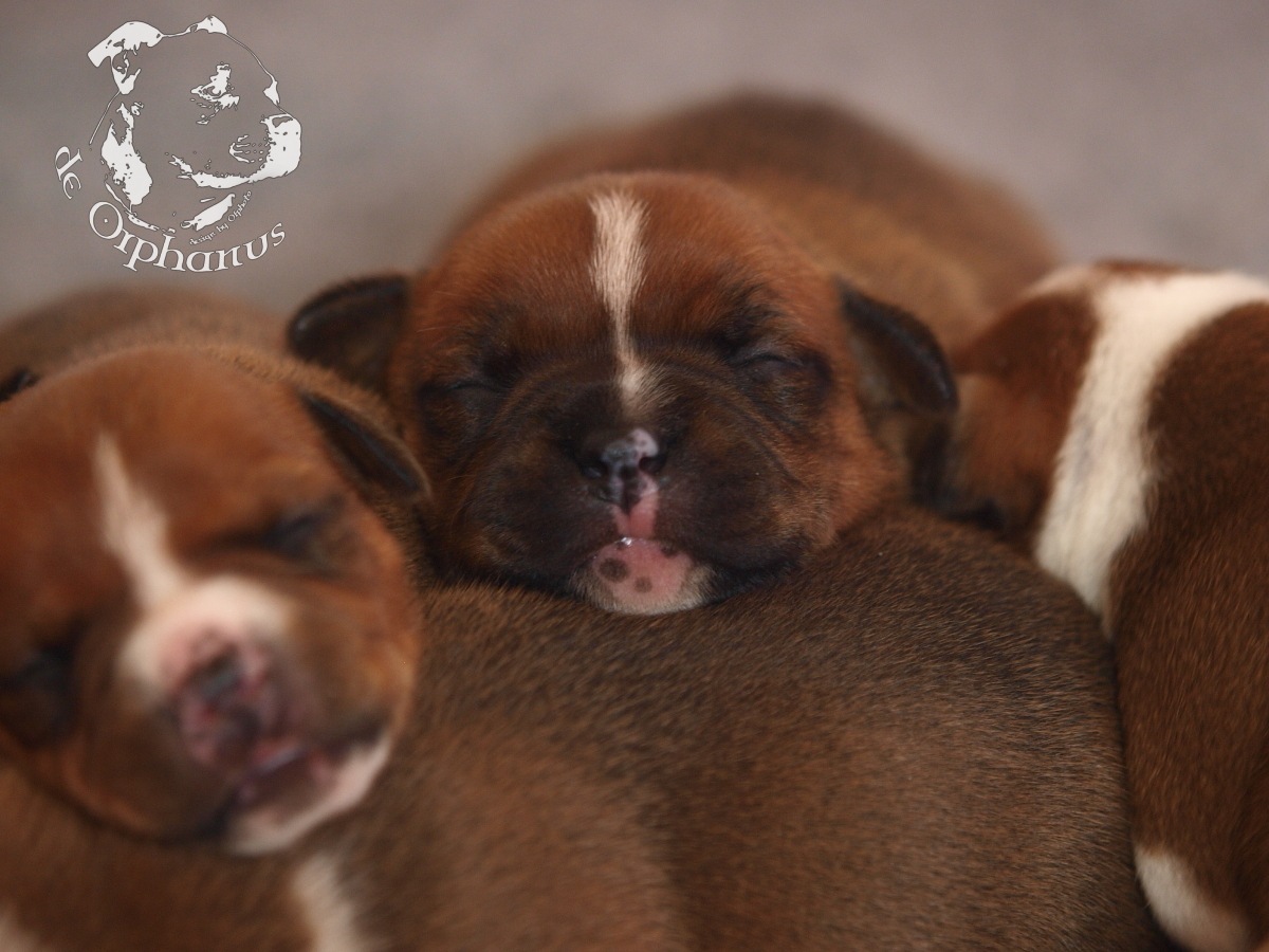 Staffordshire bull terrier vrh I