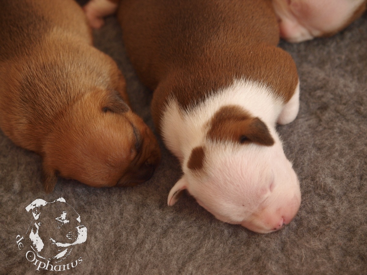Staffordshire bull terrier vrh I