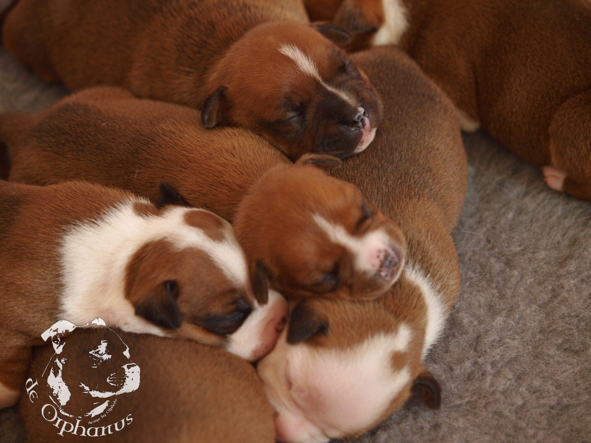 Staffordshire bull terrier vrh I