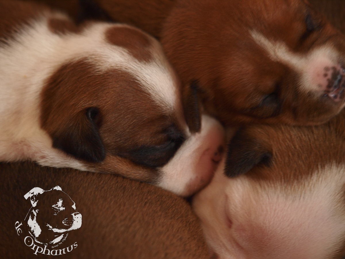 Staffordshire bull terrier vrh I