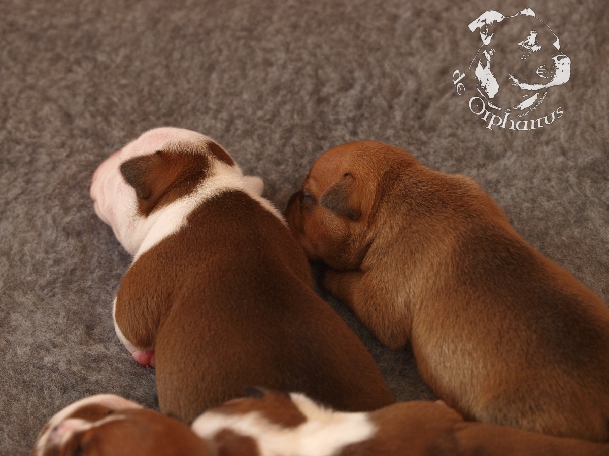 Staffordshire bull terrier vrh I