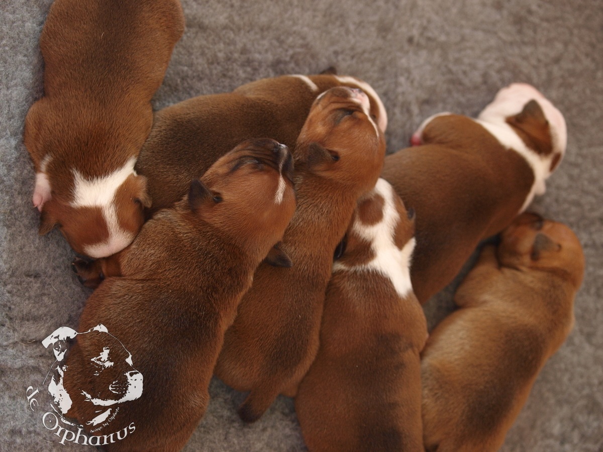 Staffordshire bull terrier vrh I