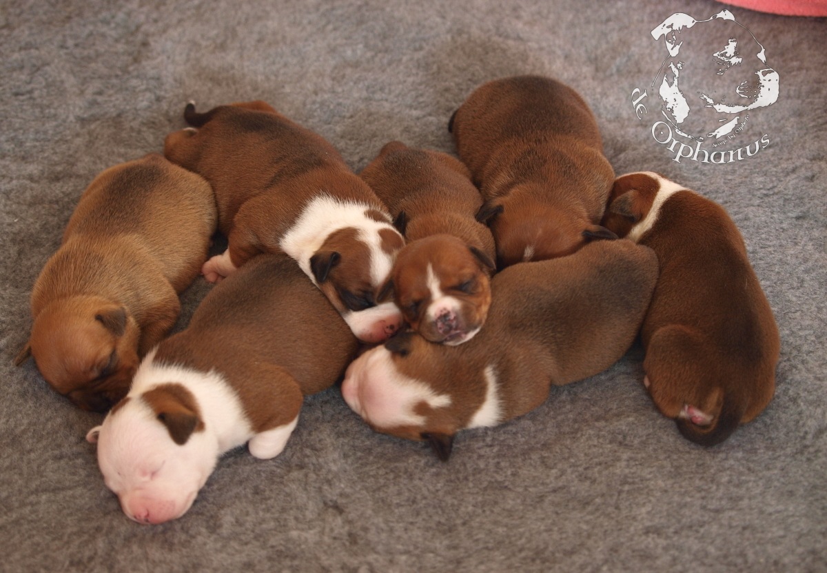 Staffordshire bull terrier vrh I
