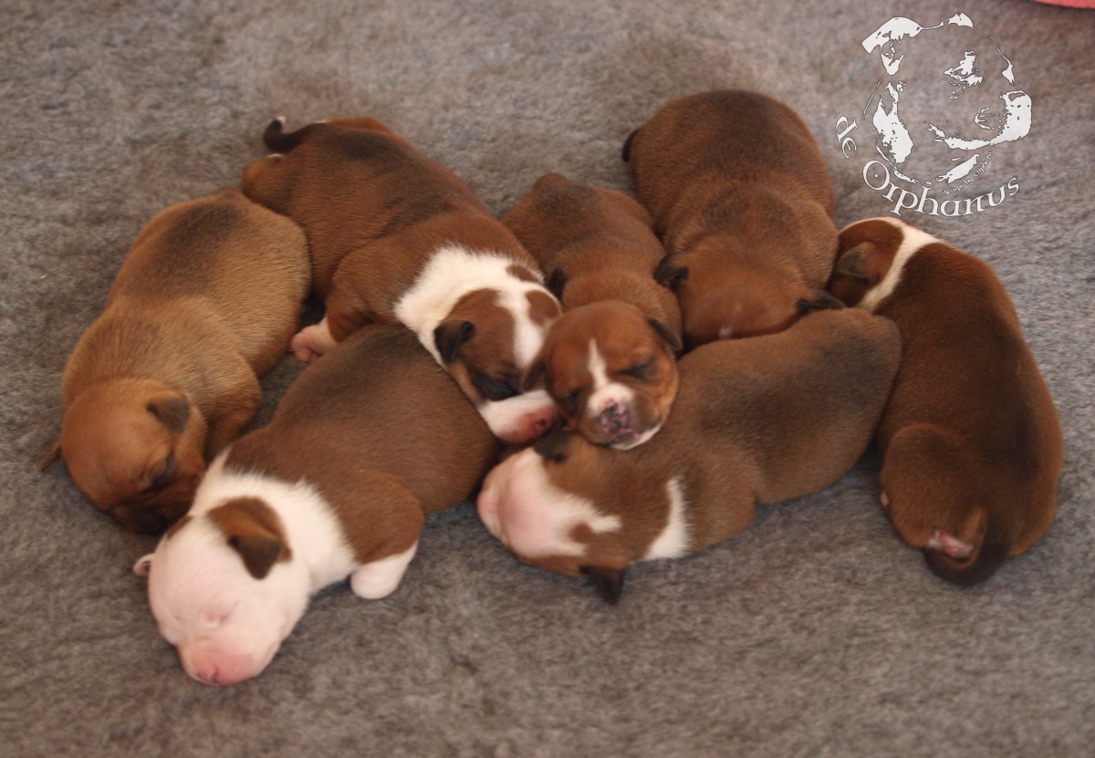 Staffordshire bull terrier vrh I