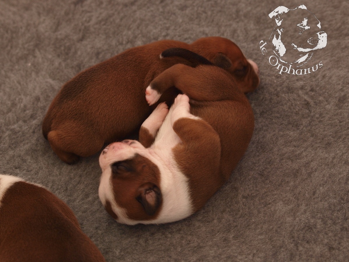 Staffordshire bull terrier vrh I