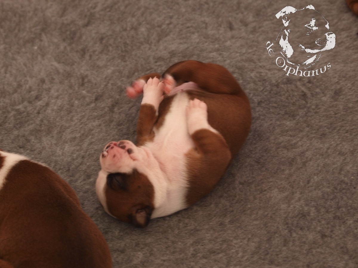 Staffordshire bull terrier vrh I
