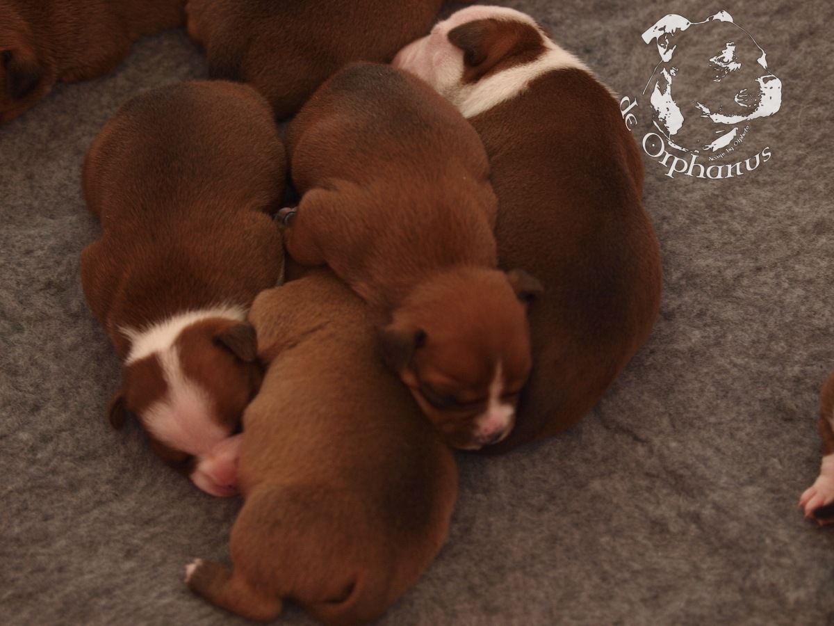 Staffordshire bull terrier vrh I