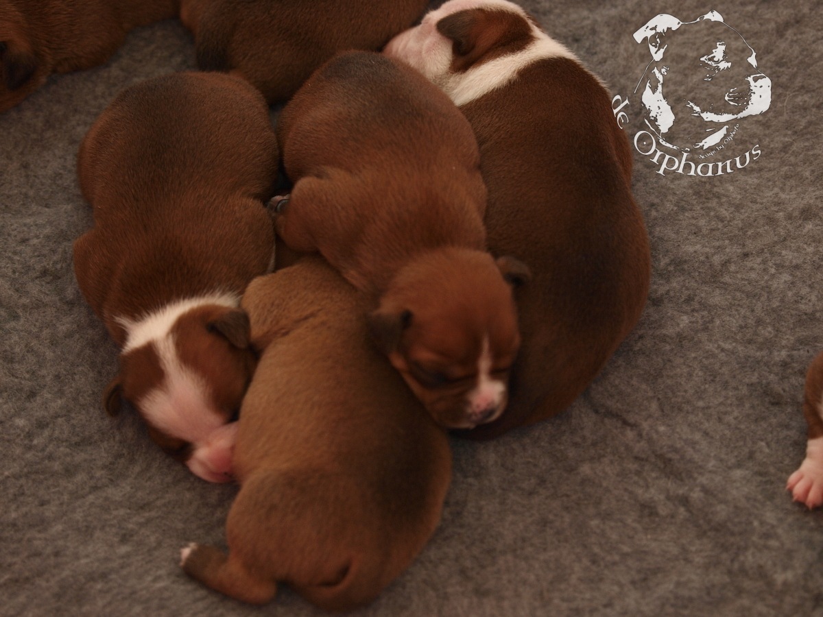 Staffordshire bull terrier vrh I