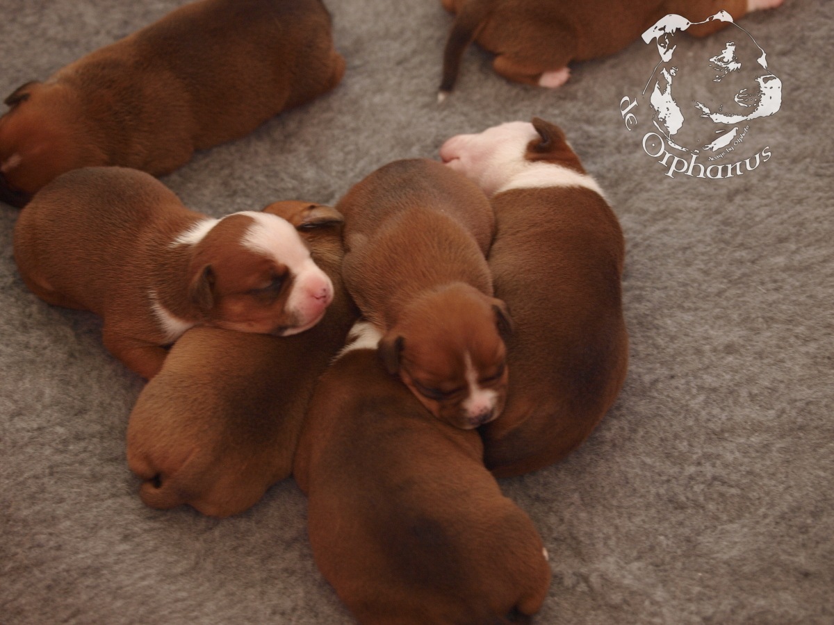 Staffordshire bull terrier vrh I