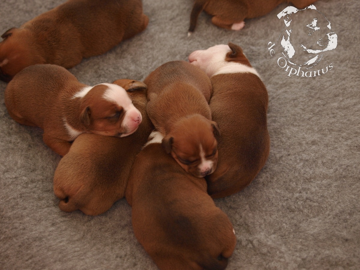Staffordshire bull terrier vrh I