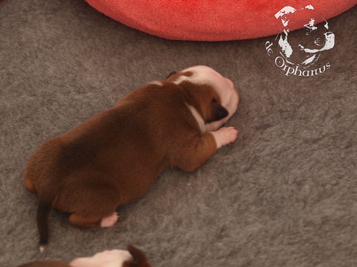 Staffordshire bull terrier vrh I