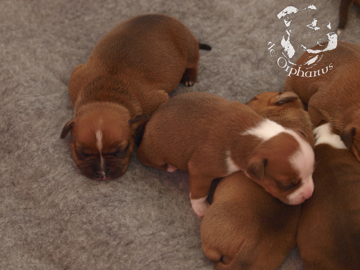 Staffordshire bull terrier vrh I
