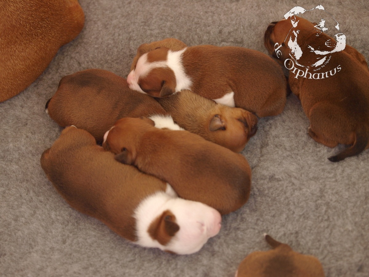 Staffordshire bull terrier vrh I