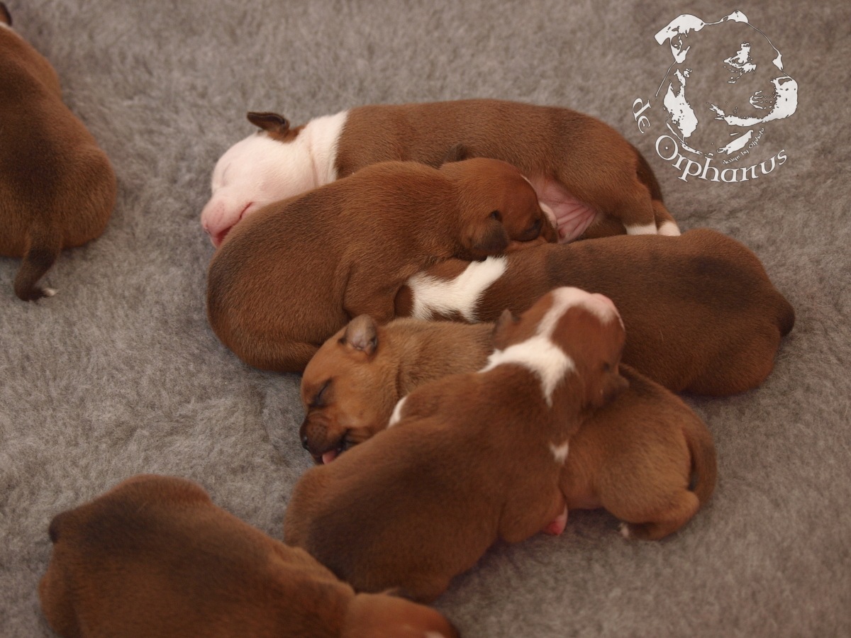 Staffordshire bull terrier vrh I