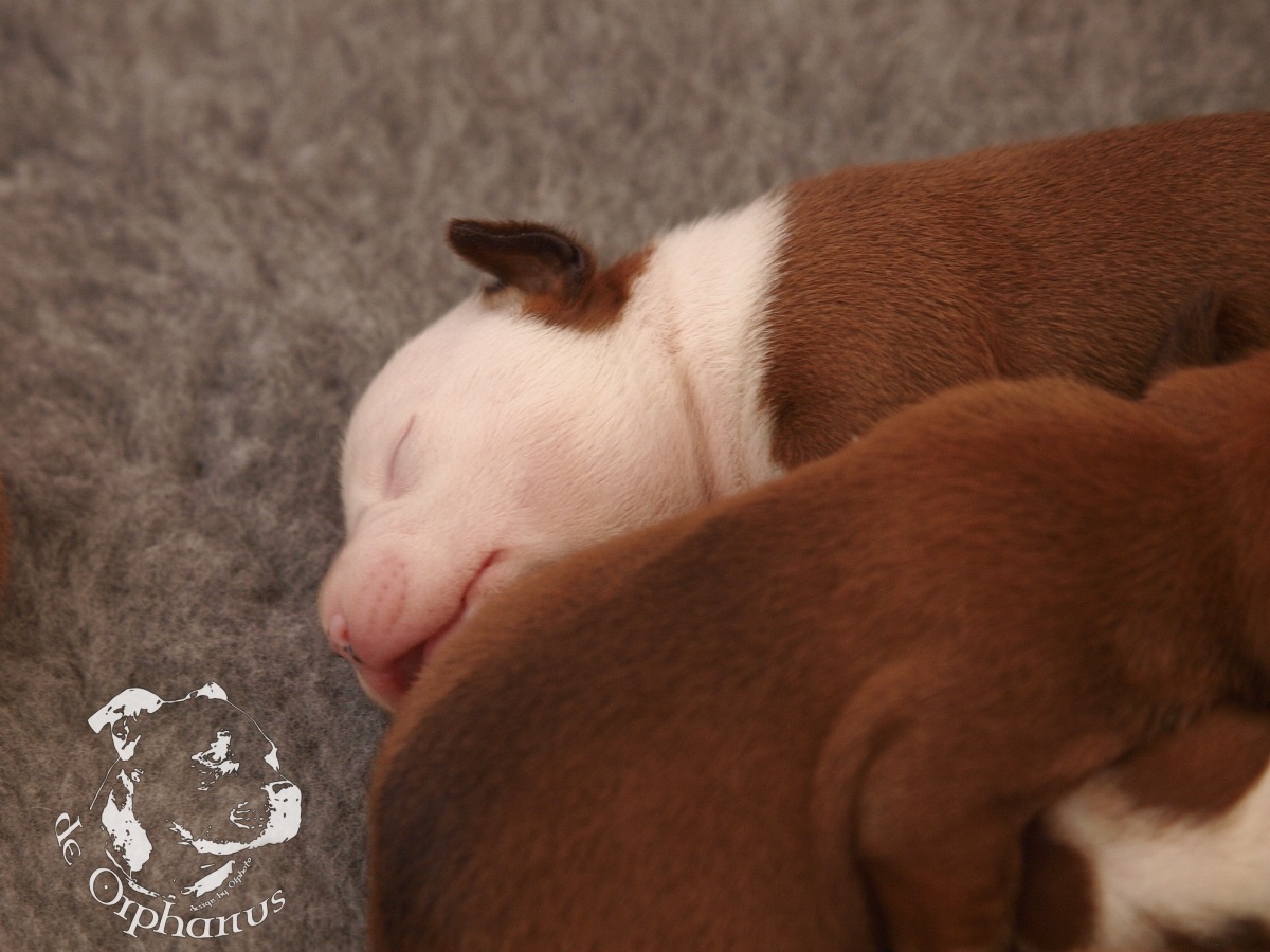 Staffordshire bull terrier vrh I