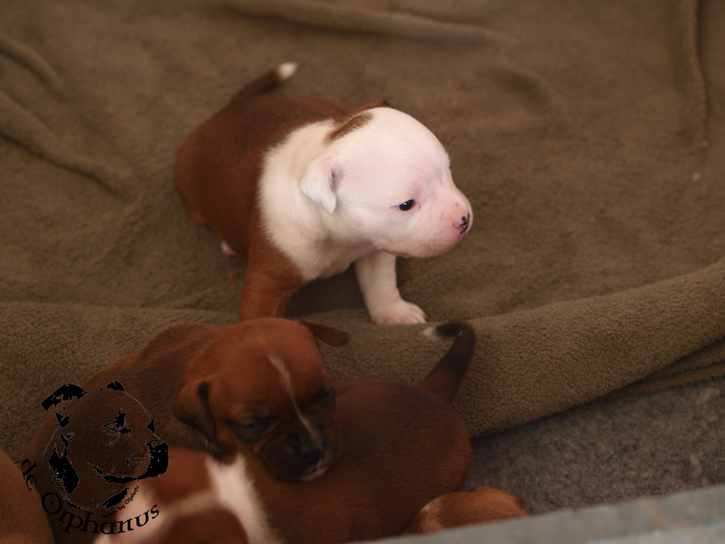 Staffordshire bull terrier vrh I