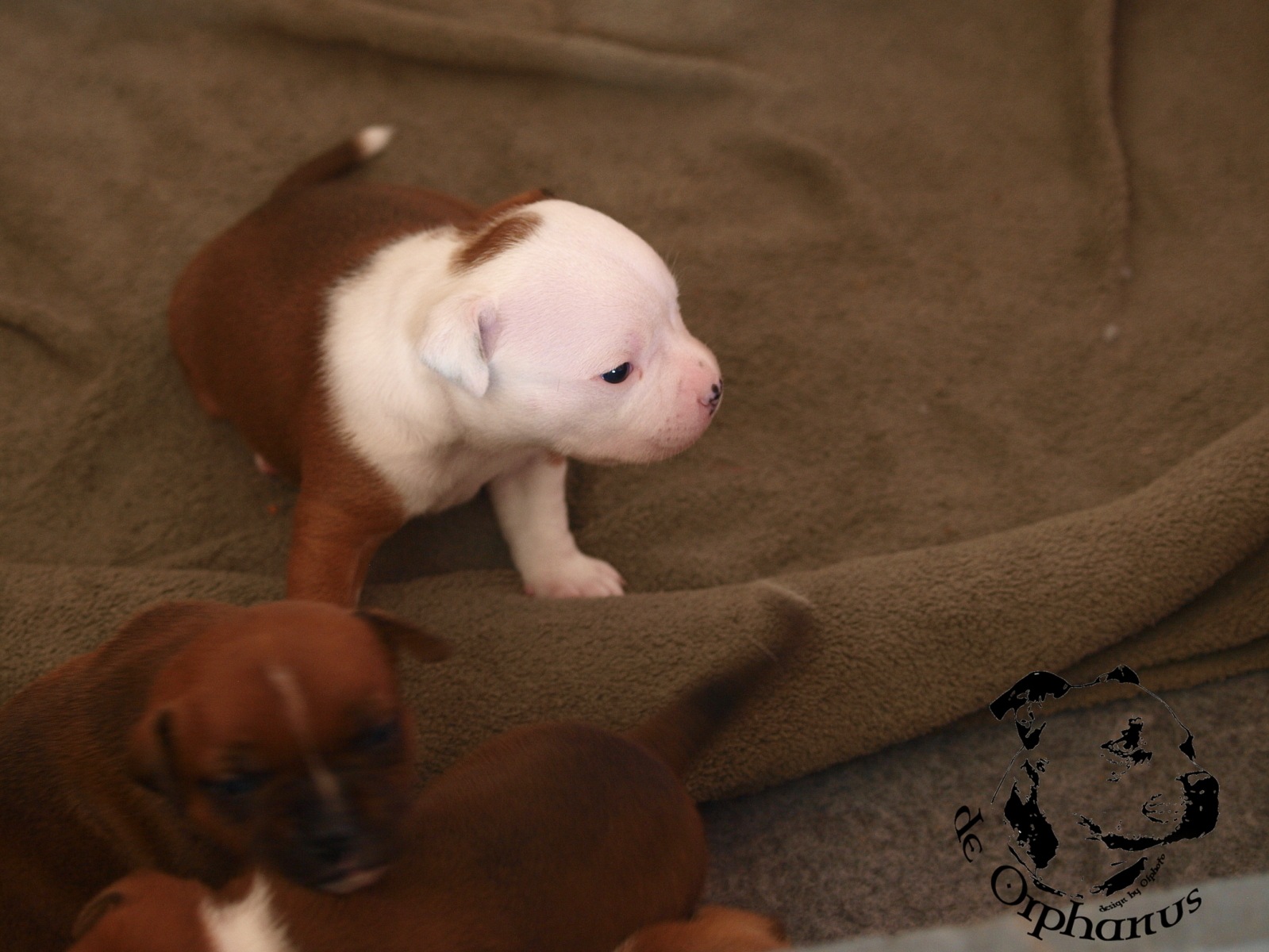 Staffordshire bull terrier vrh I