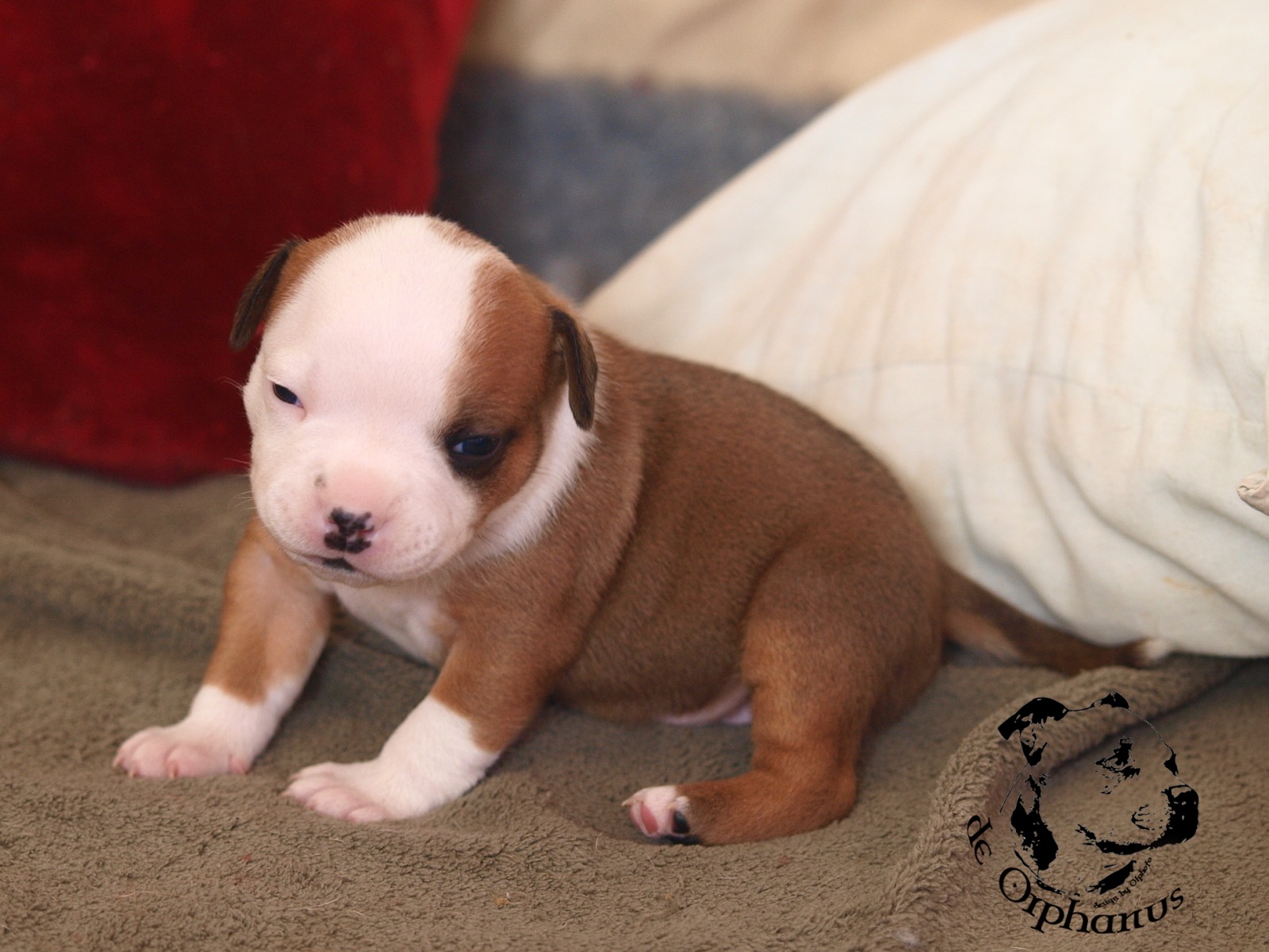 Staffordshire bull terrier vrh I