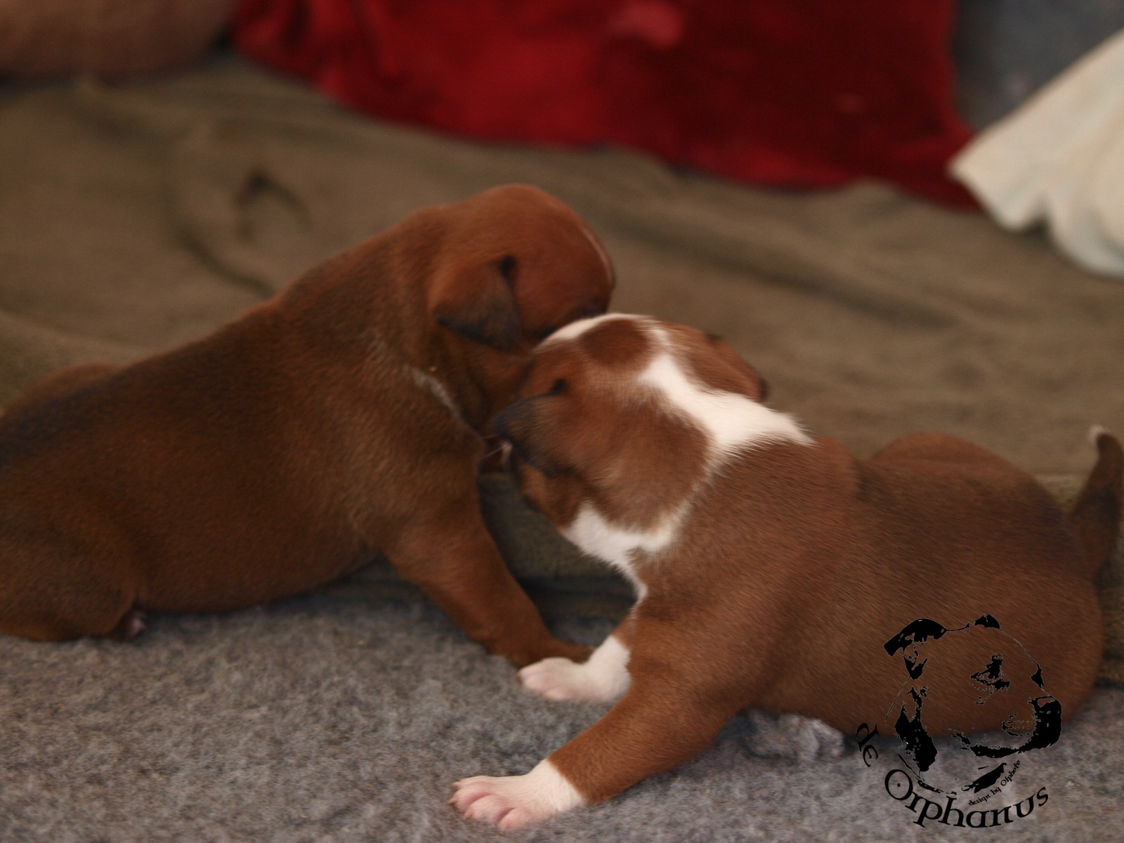 Staffordshire bull terrier vrh I