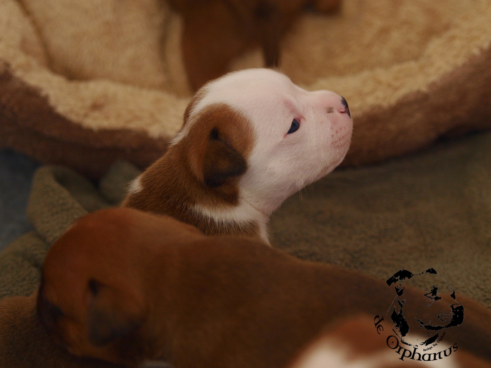 Staffordshire bull terrier vrh I