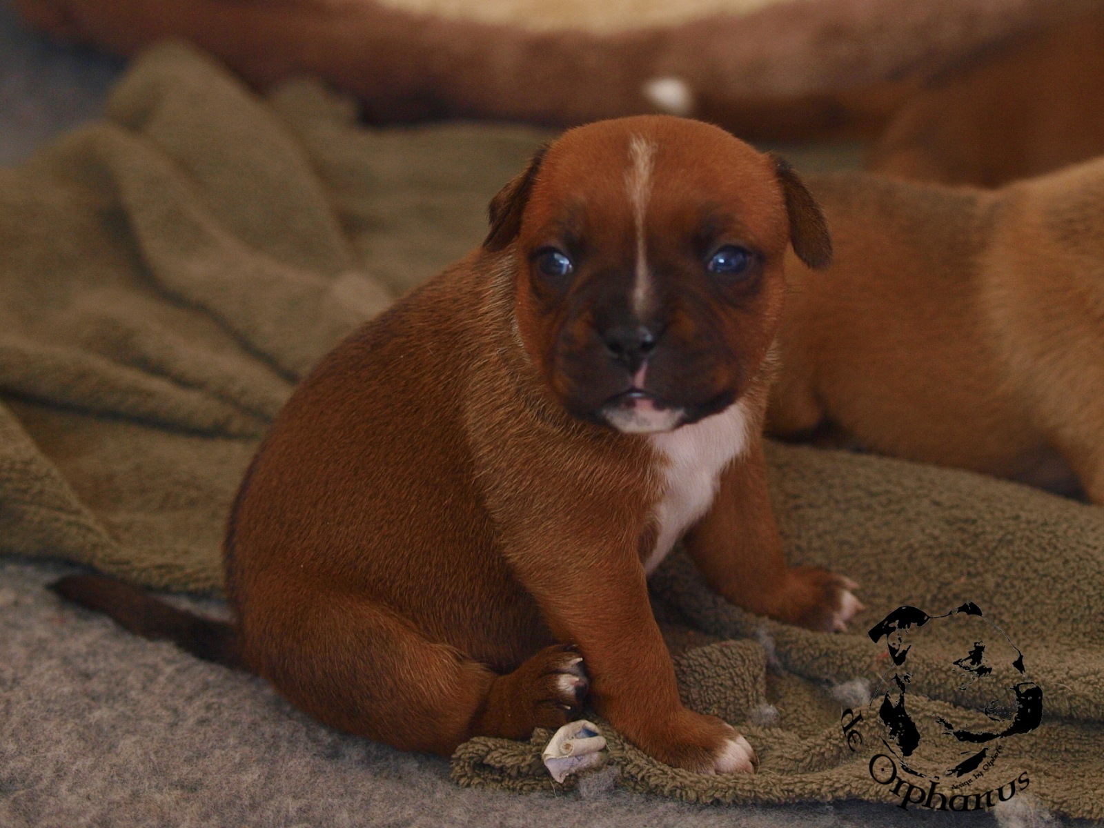 Staffordshire bull terrier vrh I