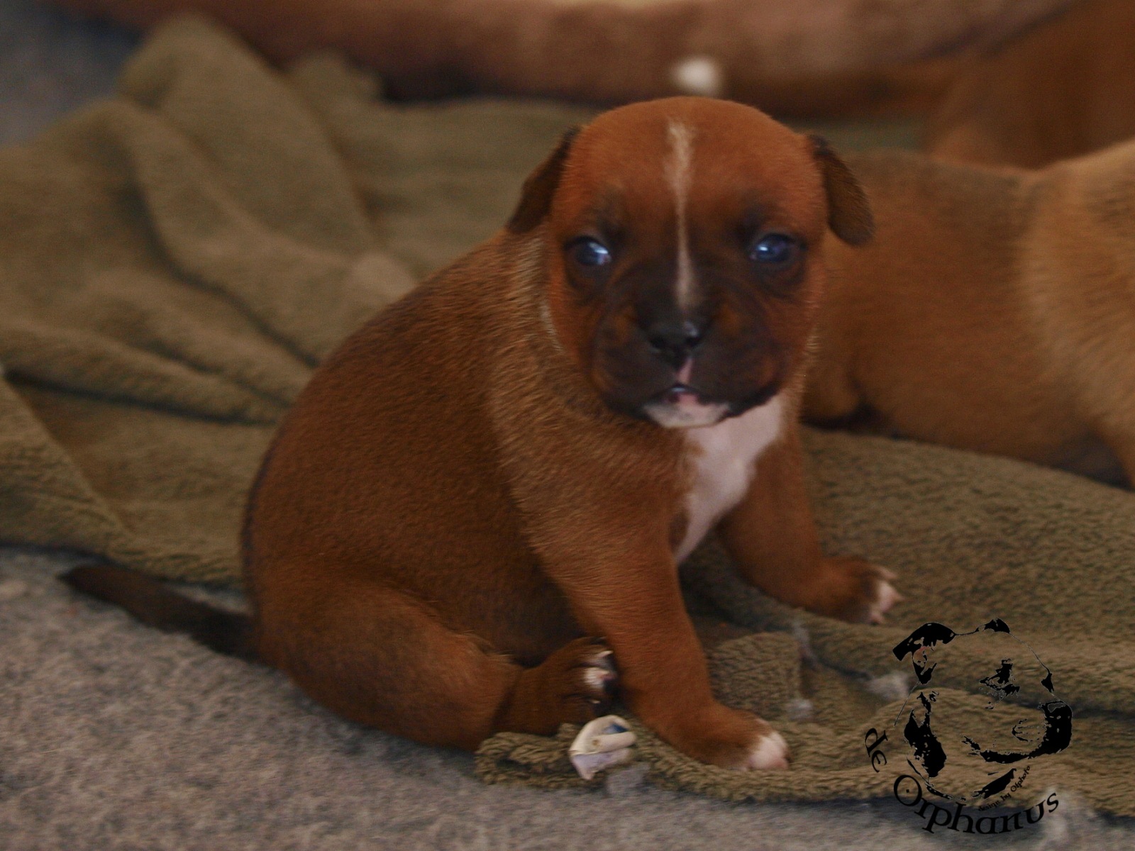 Staffordshire bull terrier vrh I