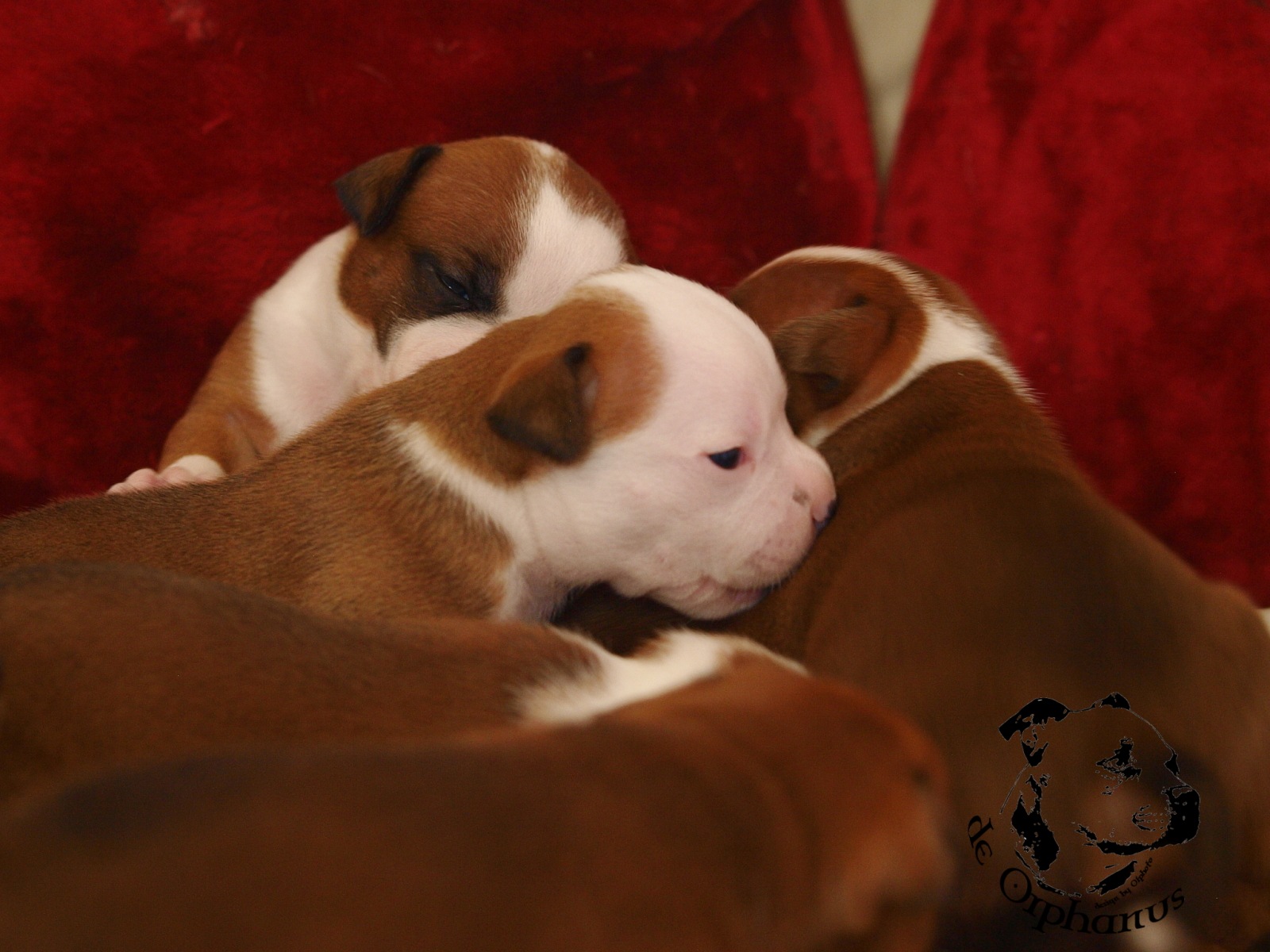 Staffordshire bull terrier vrh I