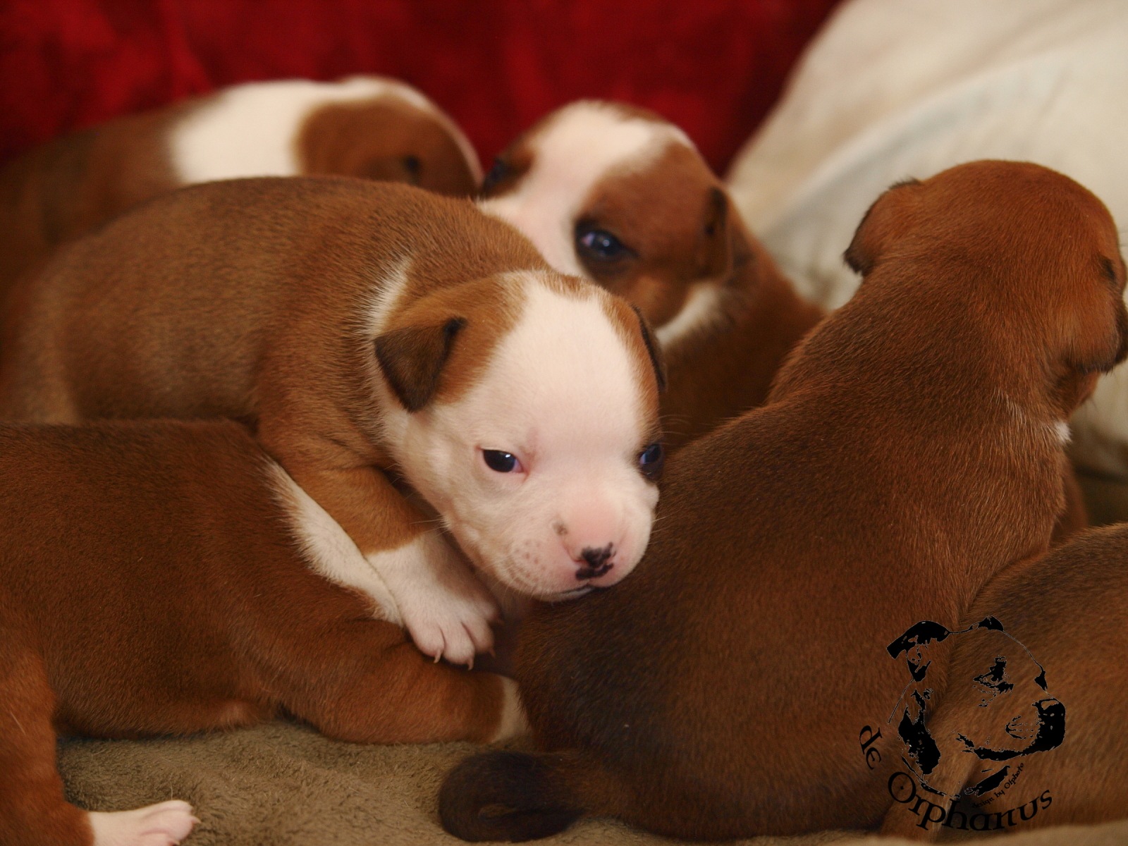 Staffordshire bull terrier vrh I