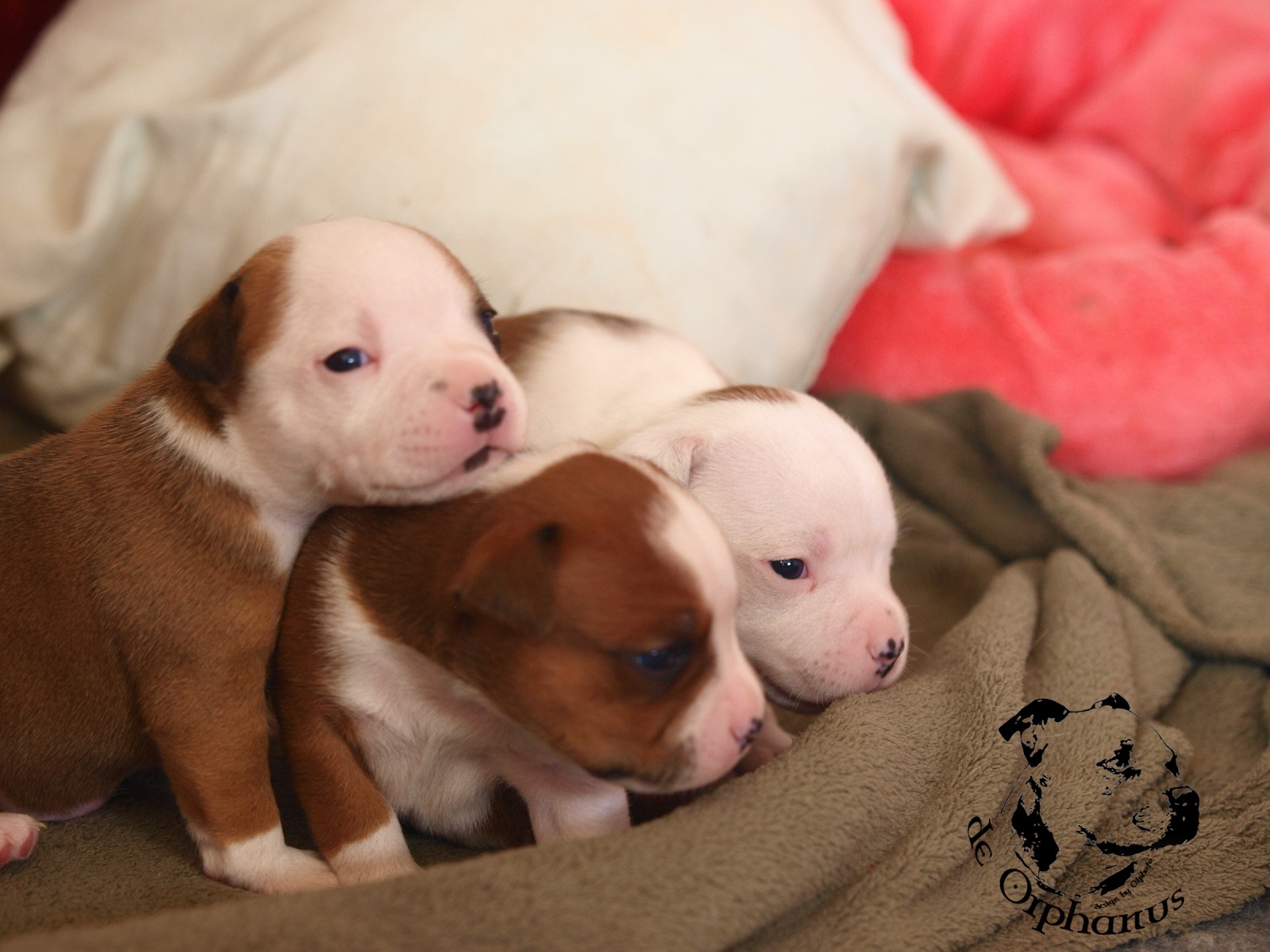 Staffordshire bull terrier vrh I