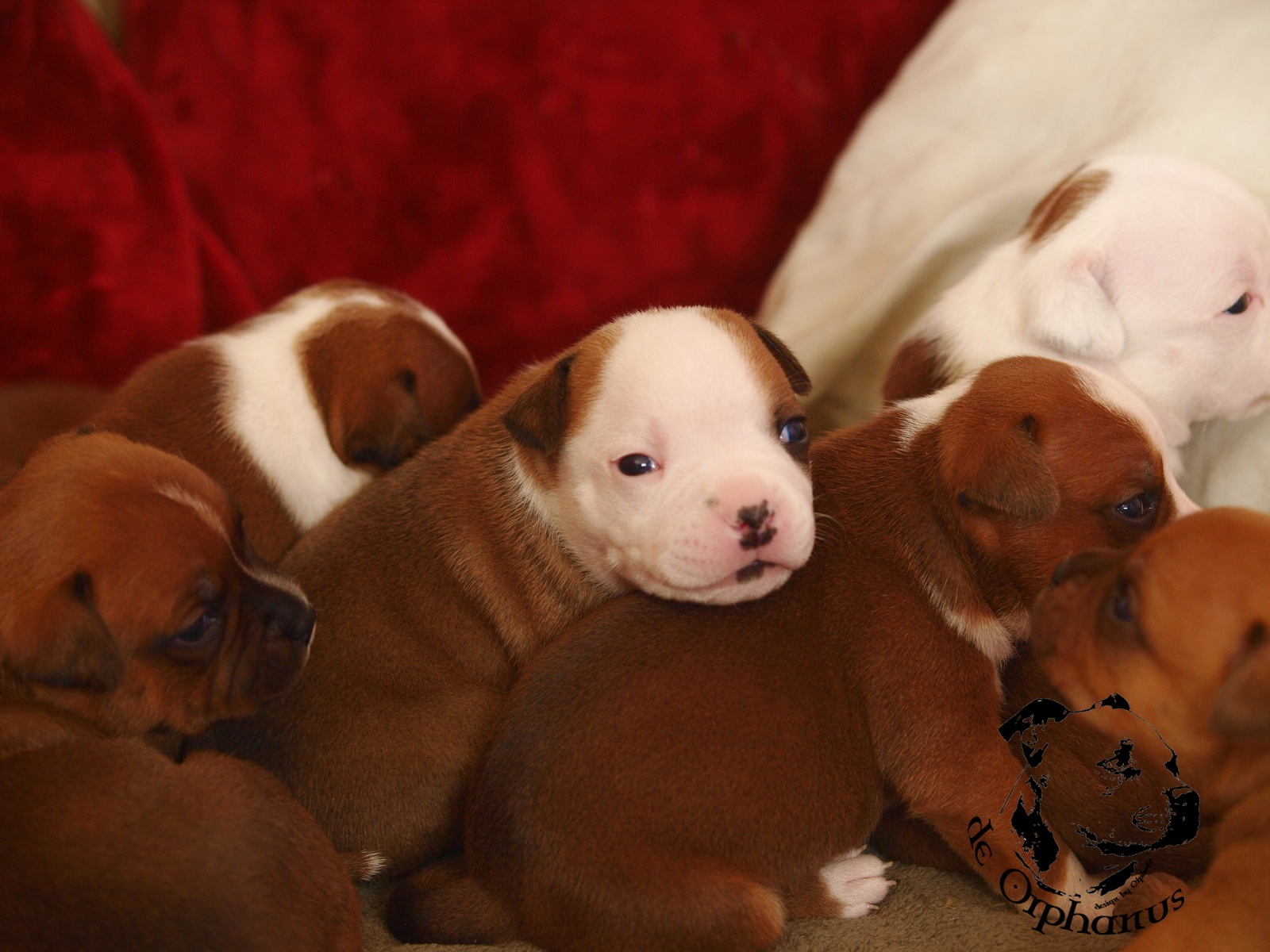 Staffordshire bull terrier vrh I