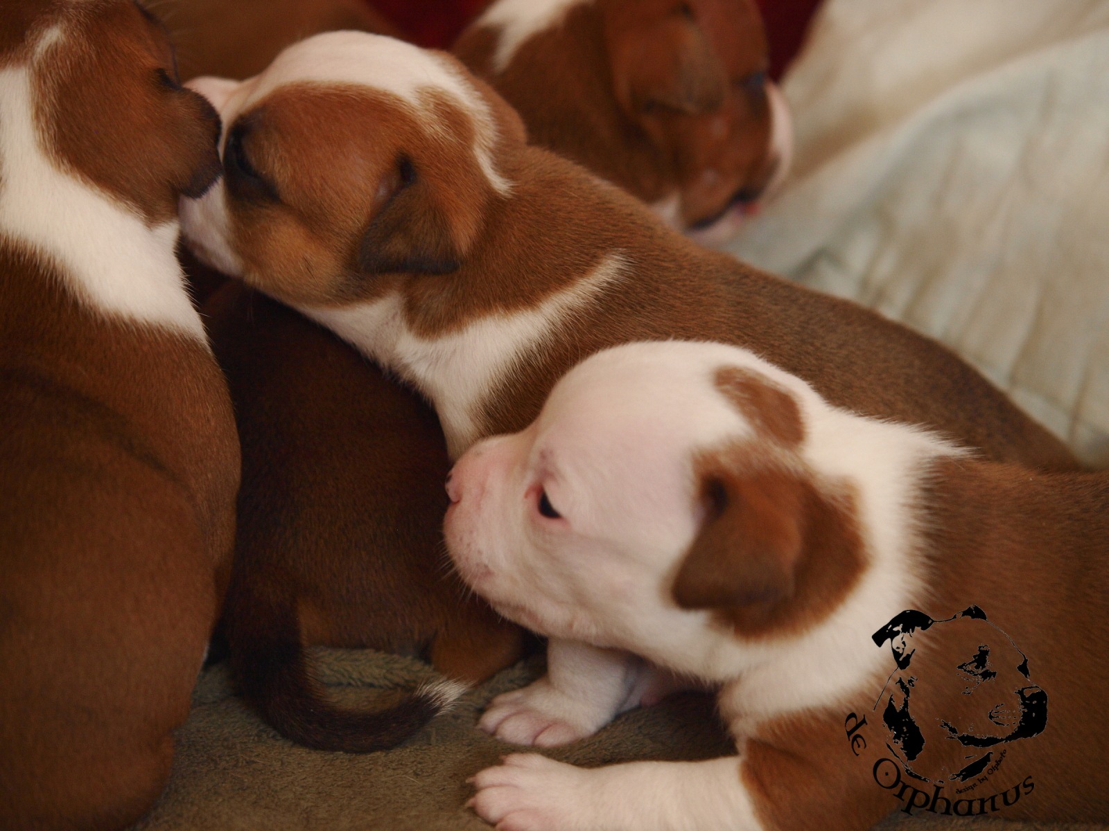 Staffordshire bull terrier vrh I