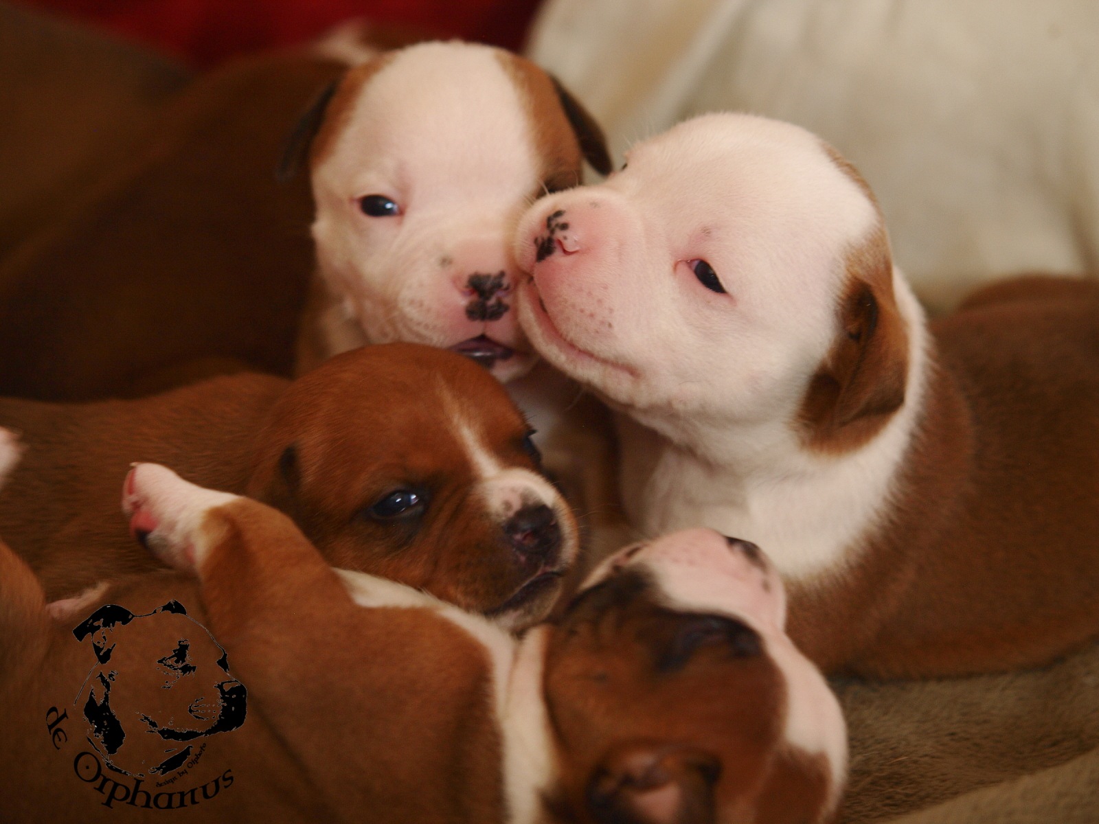 Staffordshire bull terrier vrh I