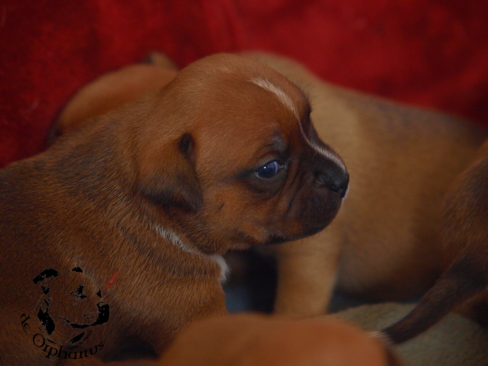 Staffordshire bull terrier vrh I