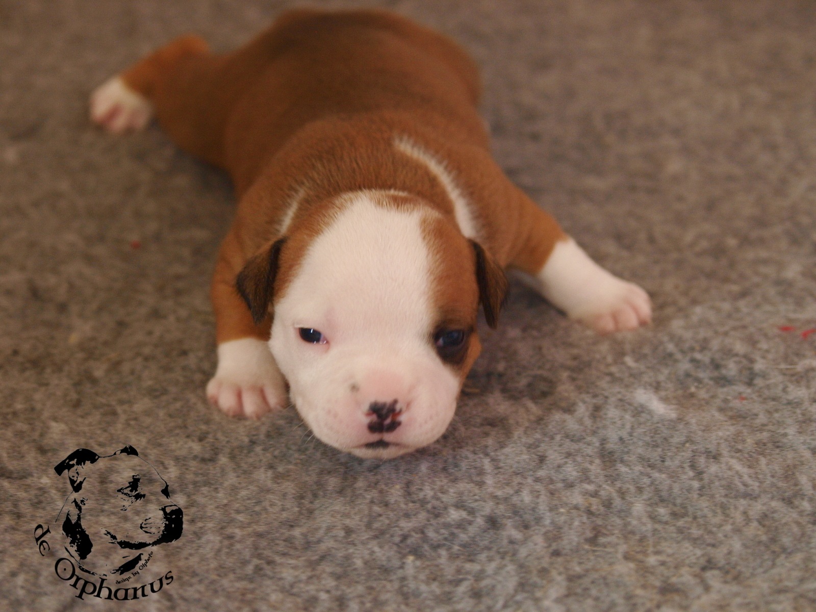 Staffordshire bull terrier vrh I