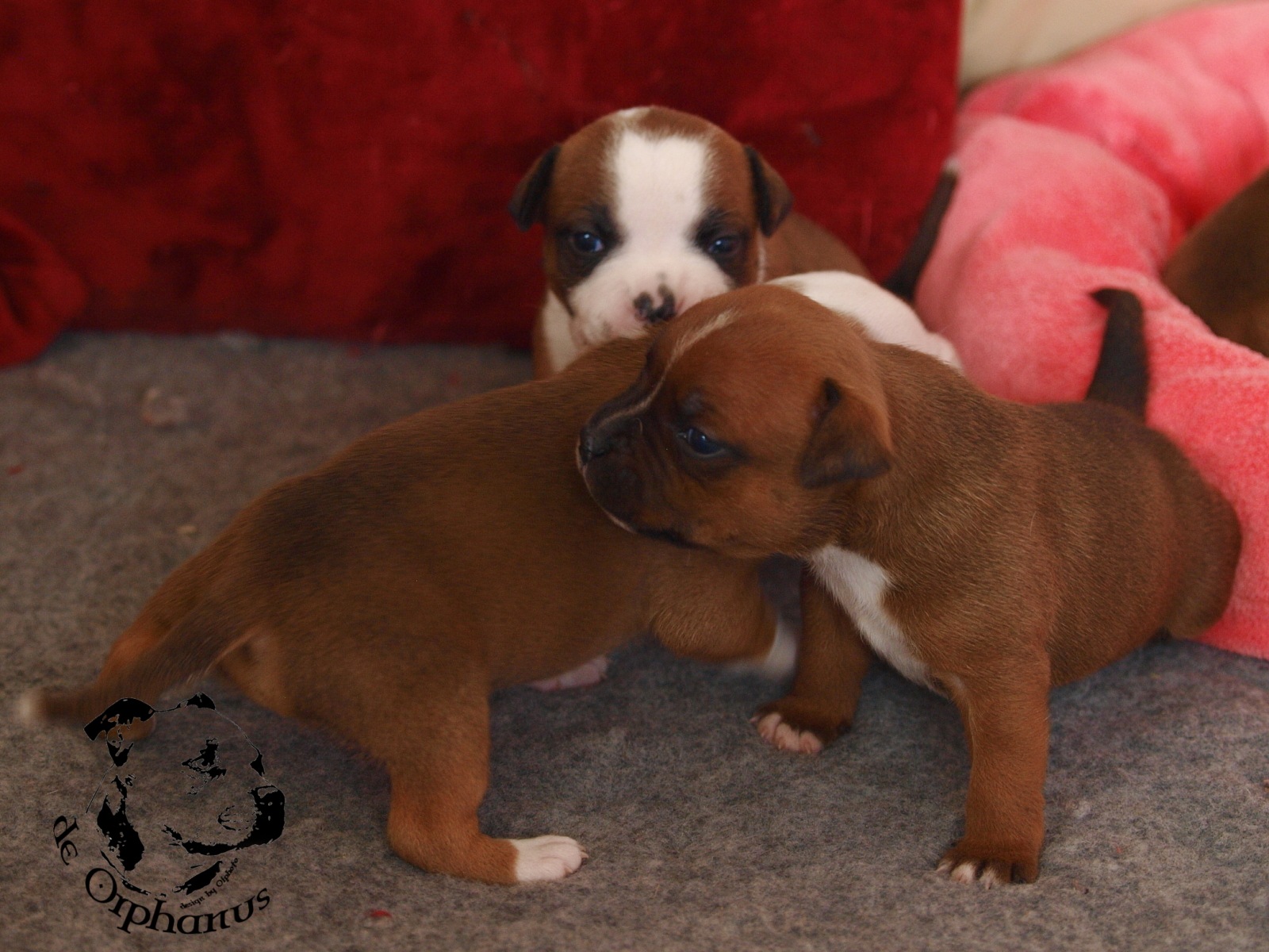 Staffordshire bull terrier vrh I