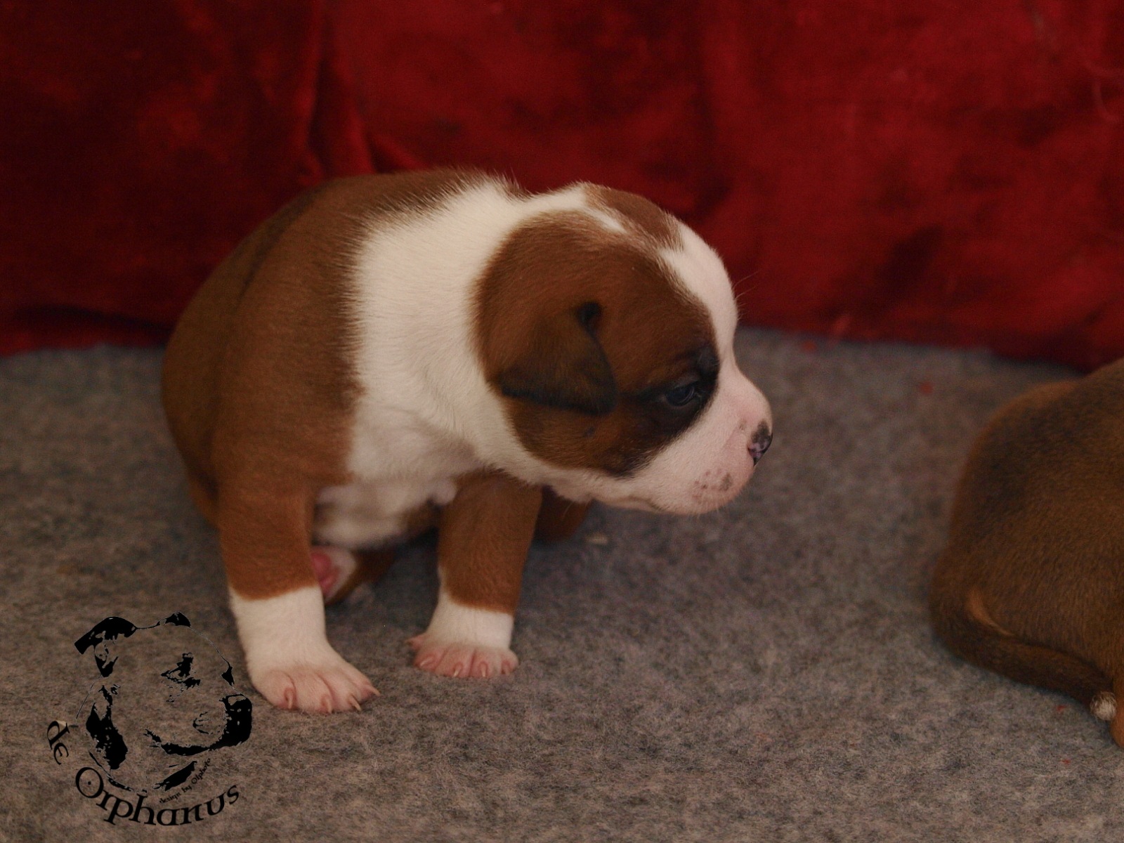 Staffordshire bull terrier vrh I