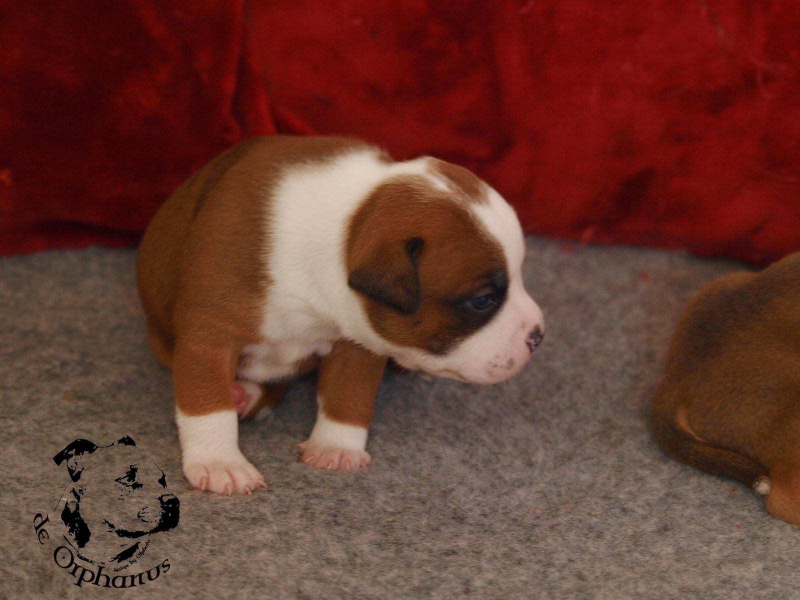 Staffordshire bull terrier vrh I