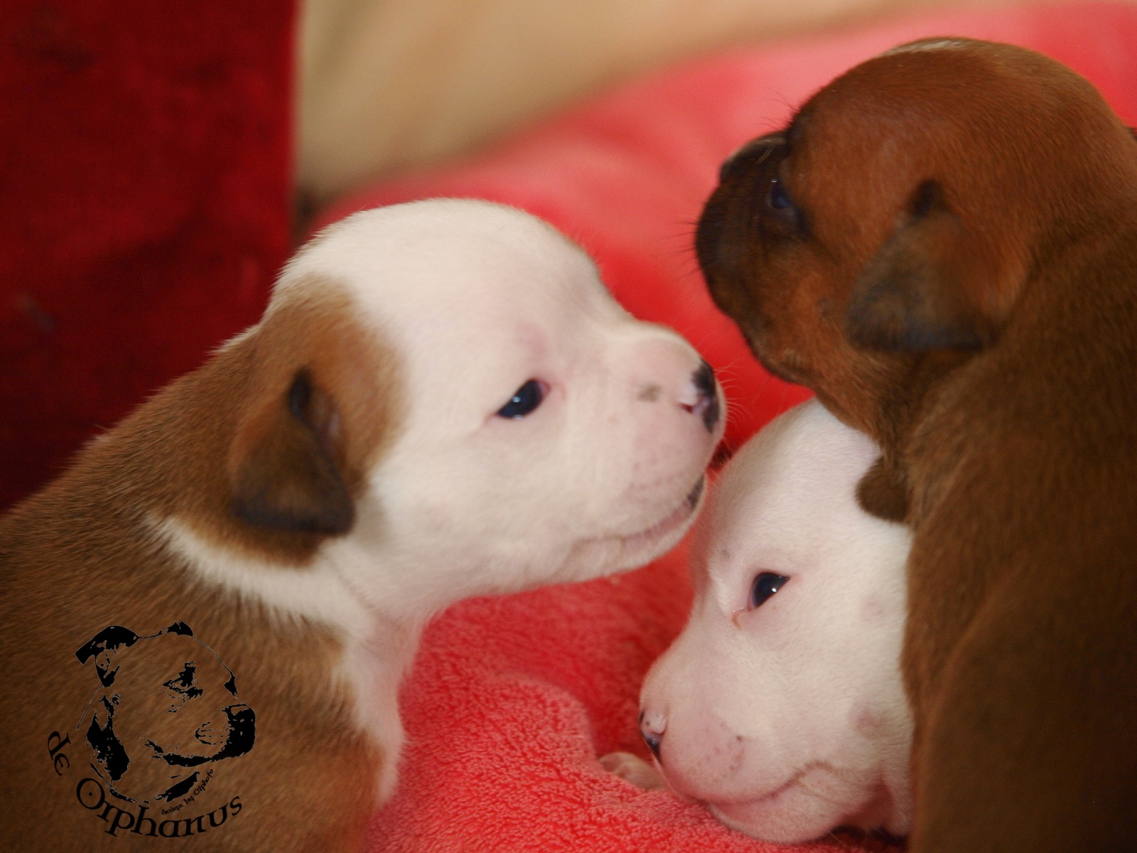 Staffordshire bull terrier vrh I