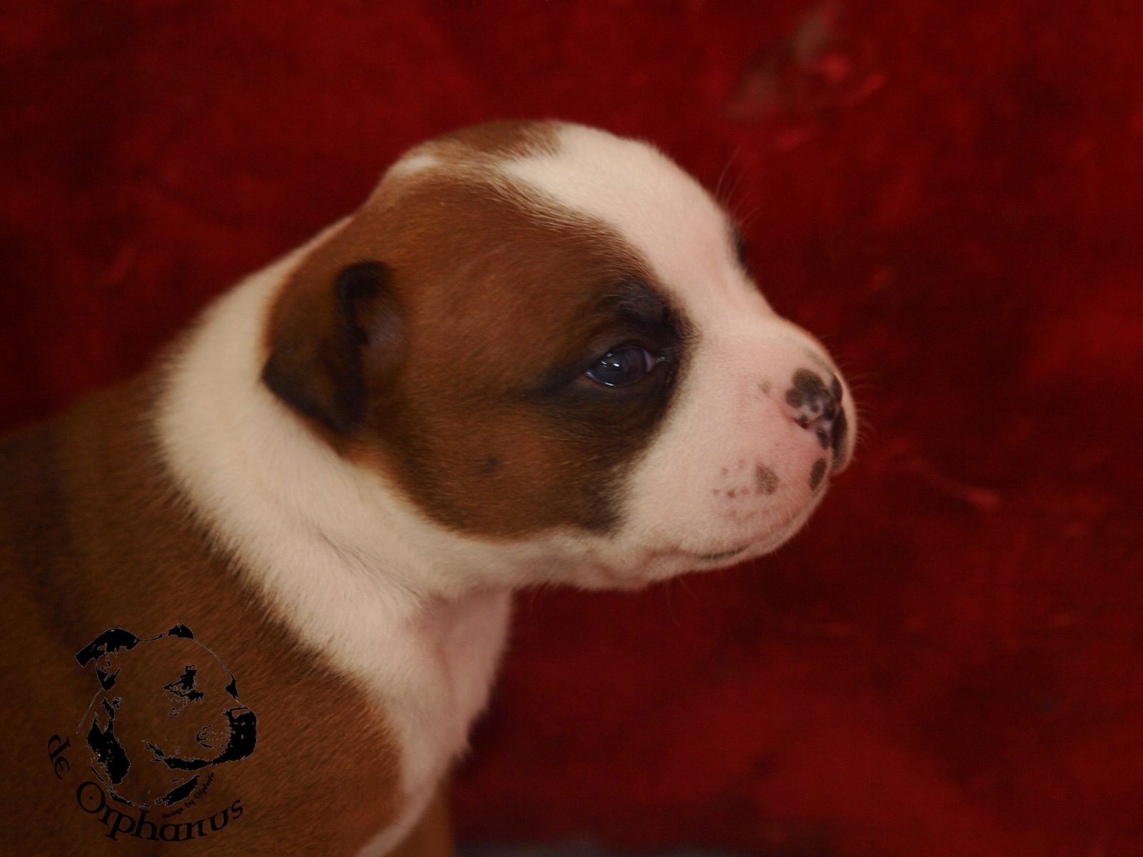 Staffordshire bull terrier vrh I
