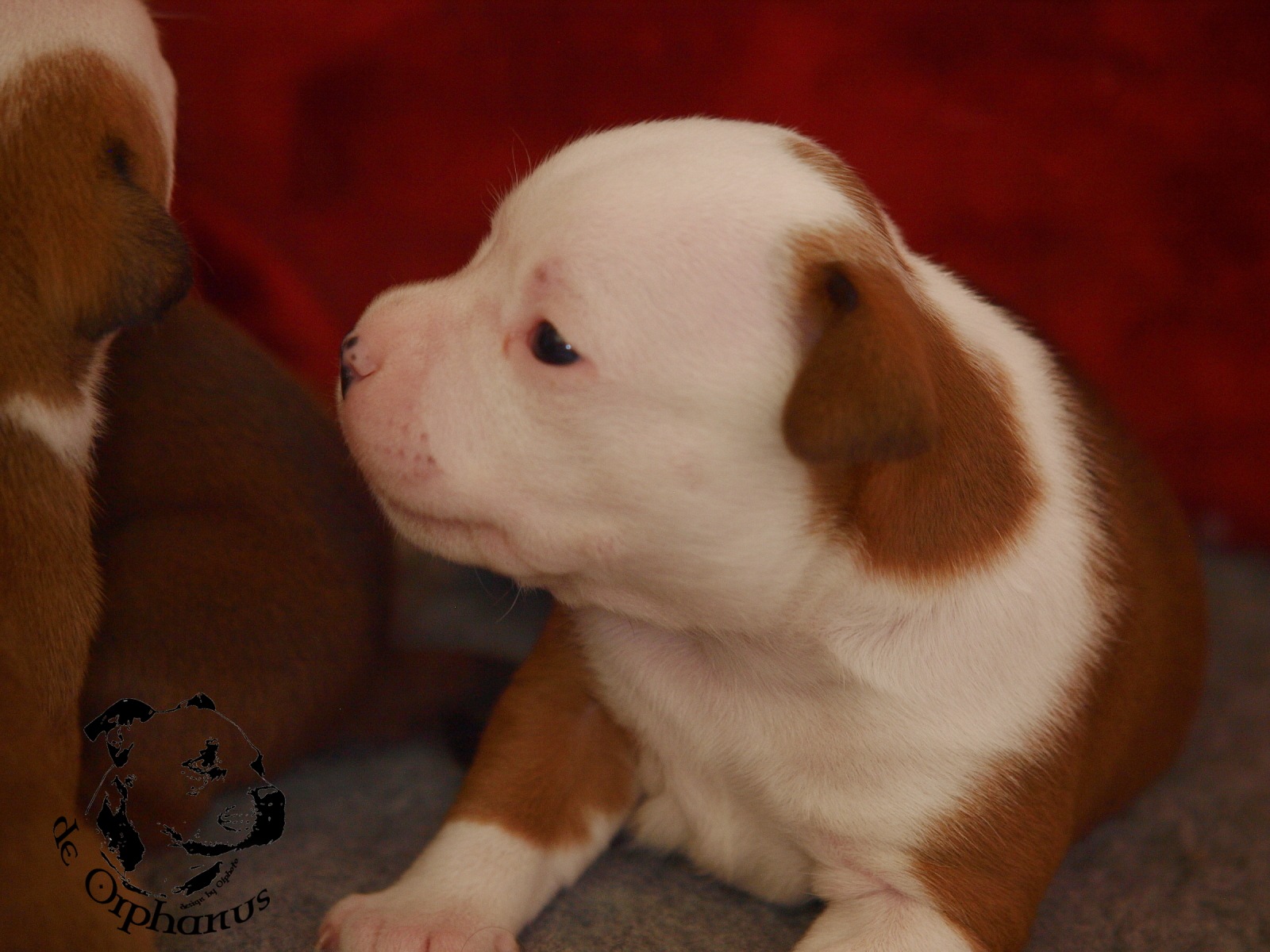 Staffordshire bull terrier vrh I