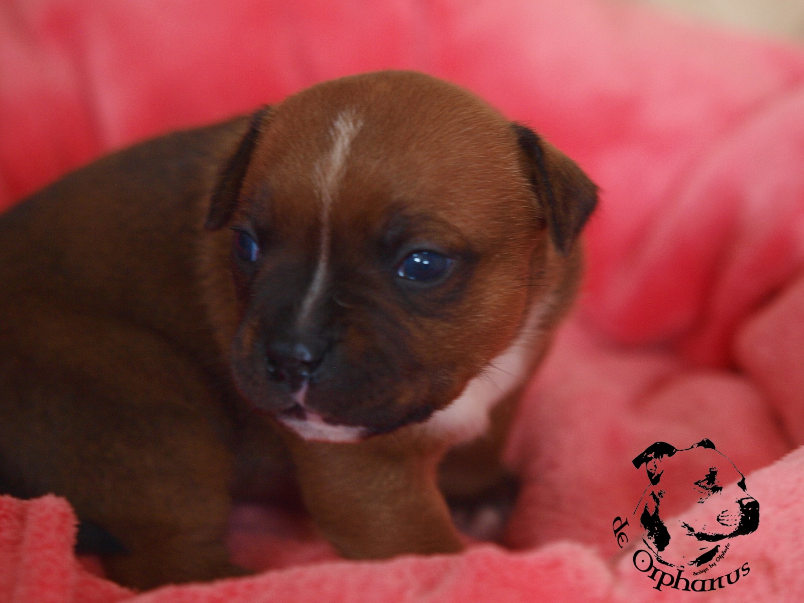 Staffordshire bull terrier vrh I