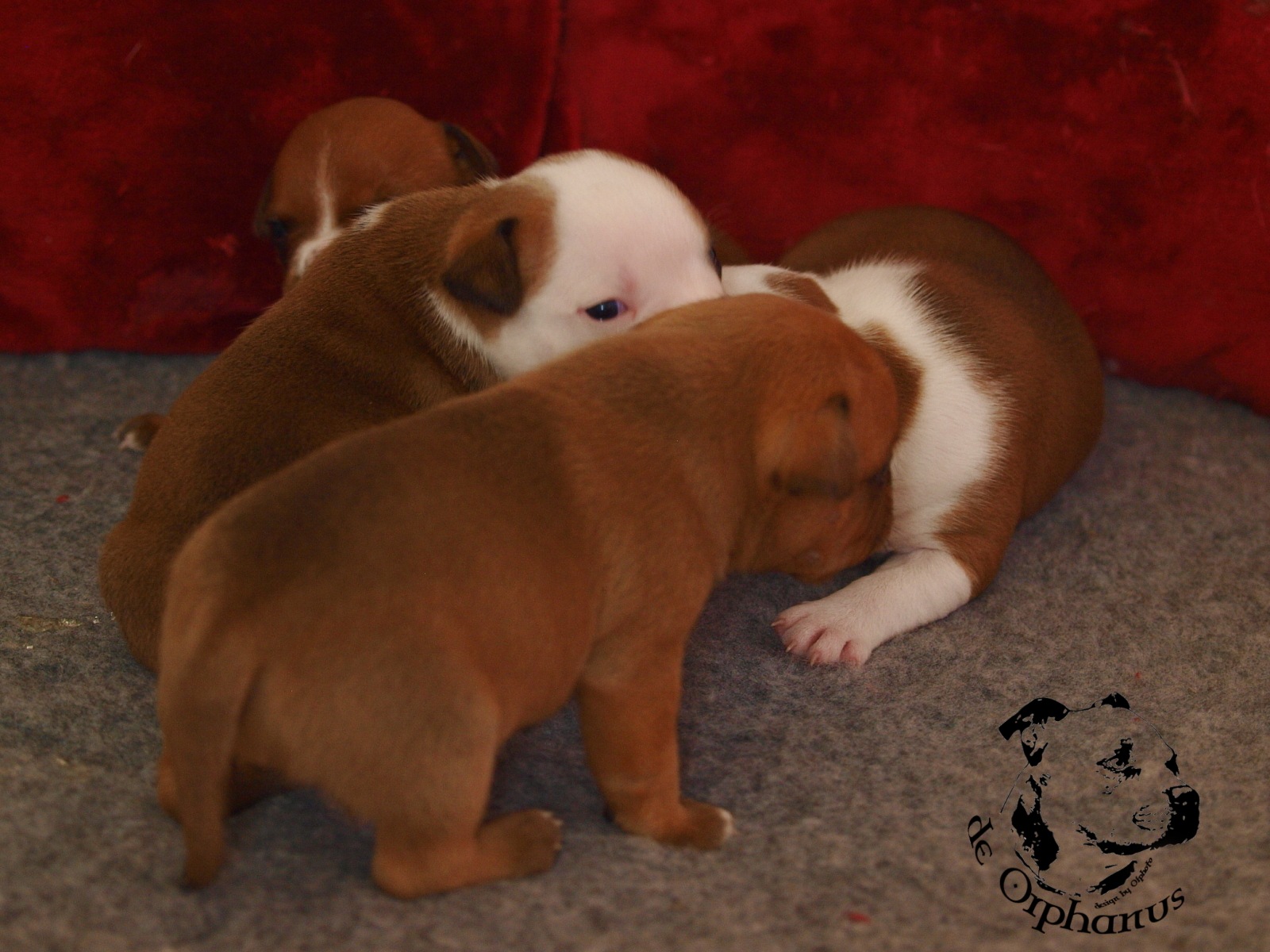Staffordshire bull terrier vrh I