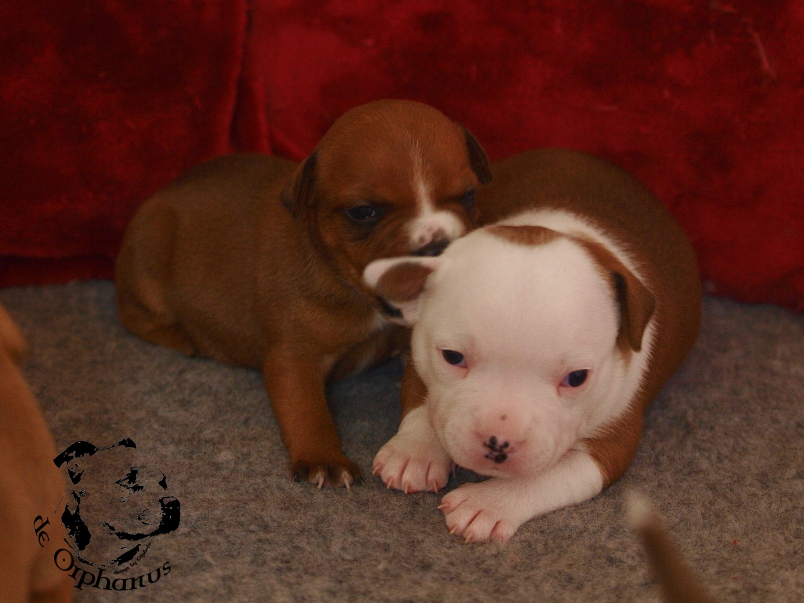 Staffordshire bull terrier vrh I