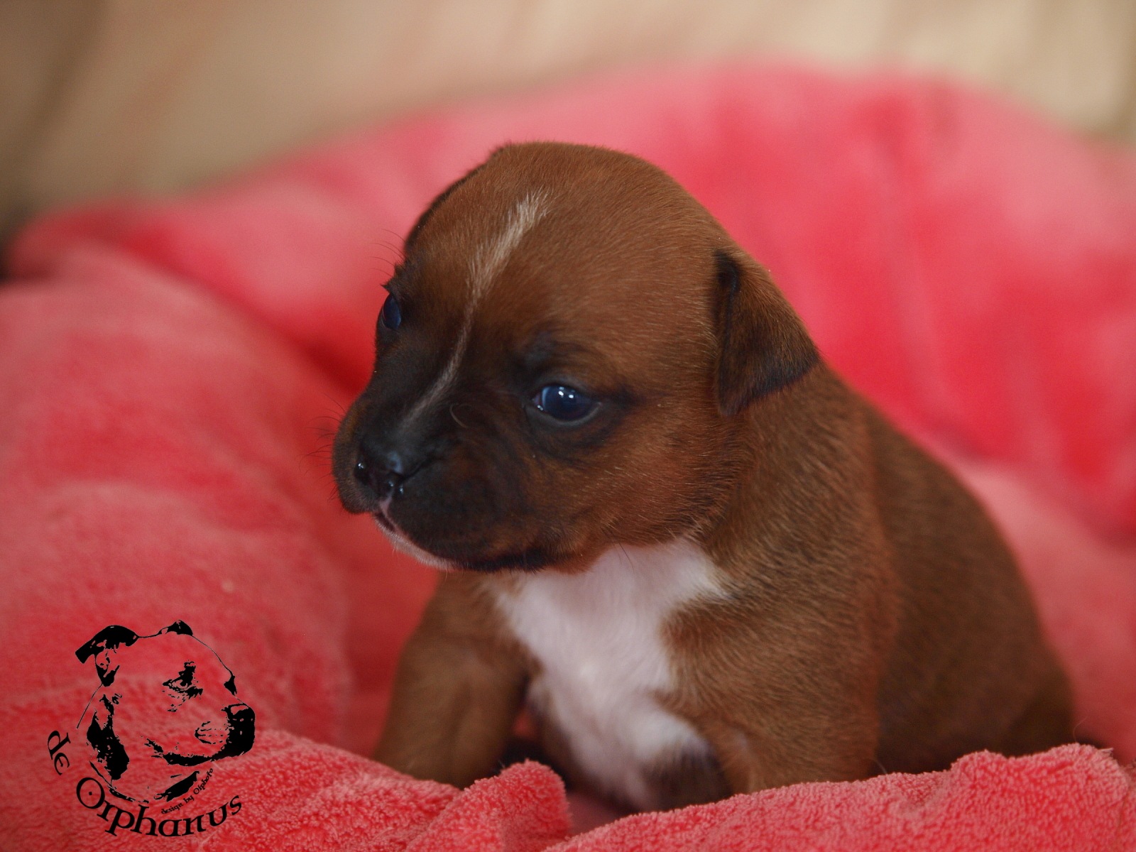 Staffordshire bull terrier vrh I