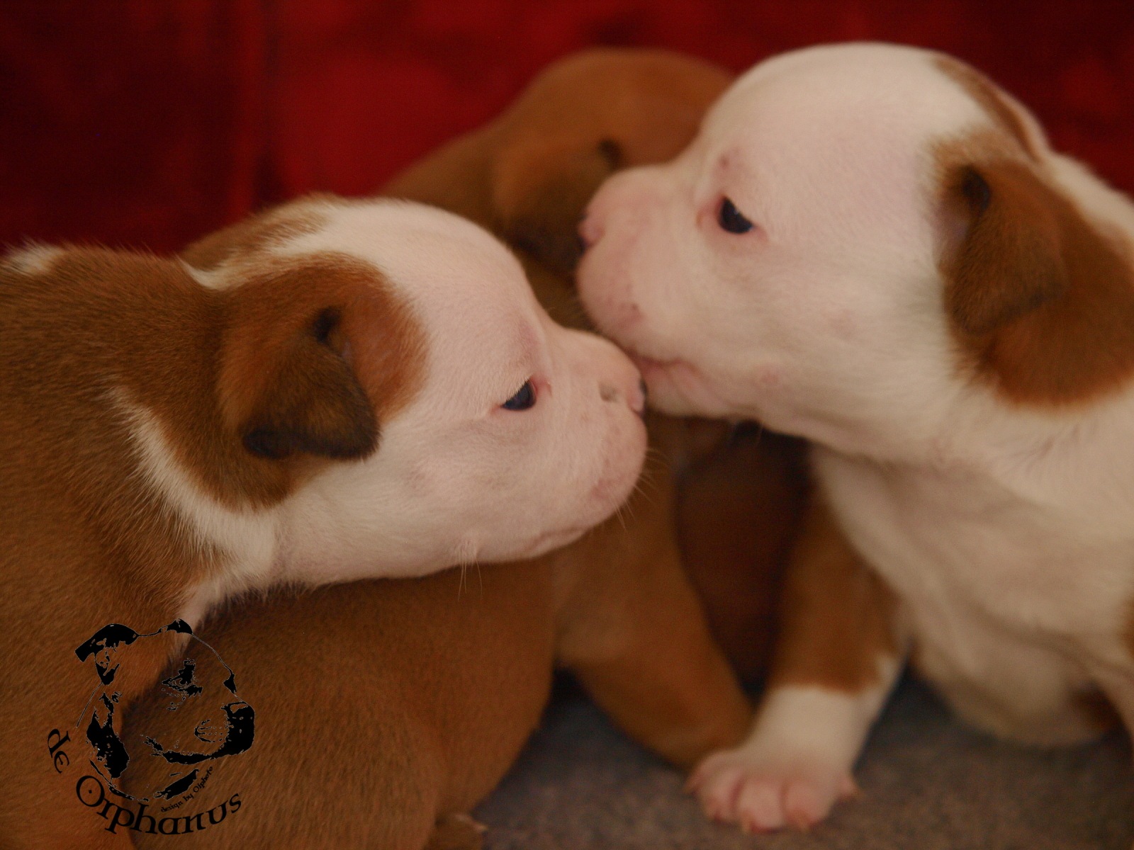Staffordshire bull terrier vrh I